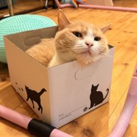 箱に入る猫