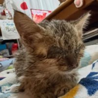 室内にいる猫