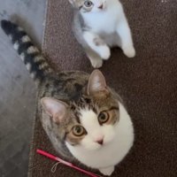 ごはんを待つ2匹の猫