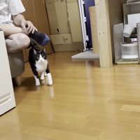 お父さんの足にじゃれる猫の写真2