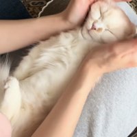 膝の上に寝転がる猫の写真3