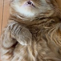 お腹を出して眠っている茶トラ猫