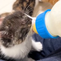 ミルクを飲む三毛猫