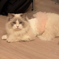洋服を着た猫