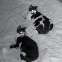 寝ている猫たち