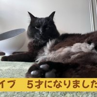 横になる猫