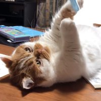 文具を追いかける猫