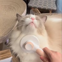 顎の下をブラッシング