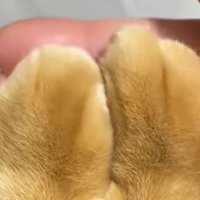 綺麗に揃えられた猫の前足の指