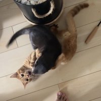 場所を変えて再度じゃれる