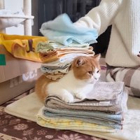 洗濯物を背中に乗せられる猫