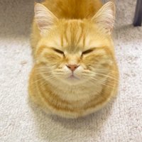 猫の名前を呼ぶ飼い主