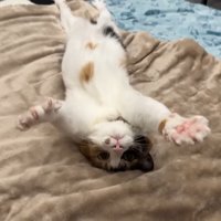 仰向けでバンザイ