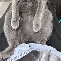 仰向けになって左右に開いた猫の足