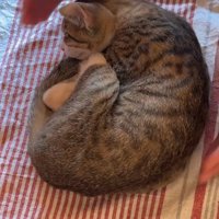 猫から手を放す飼い主