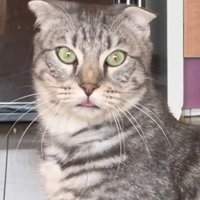 舌が出ているカメラ目線のサバトラ