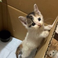 箱の中で立つ子猫