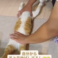 猫をしっかり伸ばす次男