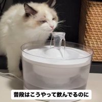 自動給水器で水を飲む猫