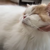あごを撫でられる猫