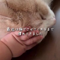 猫をなでる赤ちゃんの手