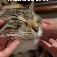 顔をなでられる猫