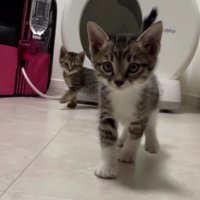 2匹の保護猫たち