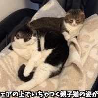 よりそってくつろぐ二匹のスコティッシュフォールド