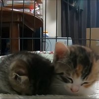 ごめん寝と下がる頭