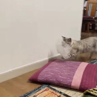 壁際をプチプチをくわえて歩いている猫
