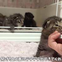甘えるざいくん