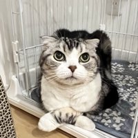 おててバッテンなスコティッシュちゃん