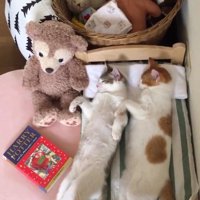 目を閉じて眠る三毛猫