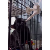 水を飲む猫