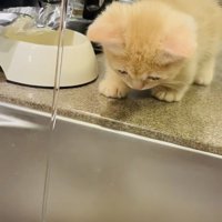 蛇口から流れる水を見るマンチカン