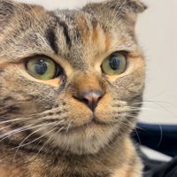 明るい表情の猫