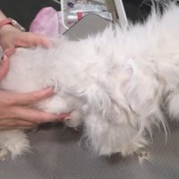 トリミング台に乗る猫