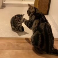 向かい合う2匹の猫