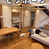 逃げる2匹の猫