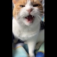鳴くミケ
