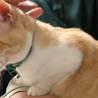 膝の上で座りかけている猫
