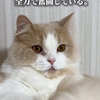 口から少し舌が出ている猫