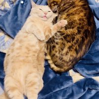 布団の上で一緒に寝るマンチカンとミックス猫