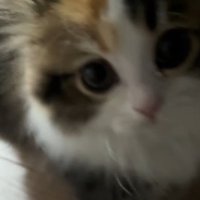 飼い主の近くに来て、飼い主の顔を見上げる子猫