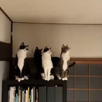 蛾を見る猫たち