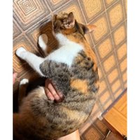 抱かれている猫