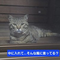 網戸の向こう側にいる猫