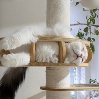 キャットタワーの手すりにもたれかかって眠るスコティッシュフォールド