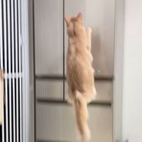 冷蔵庫に向かってジャンプする猫
