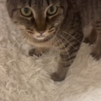 カメラ目線の猫